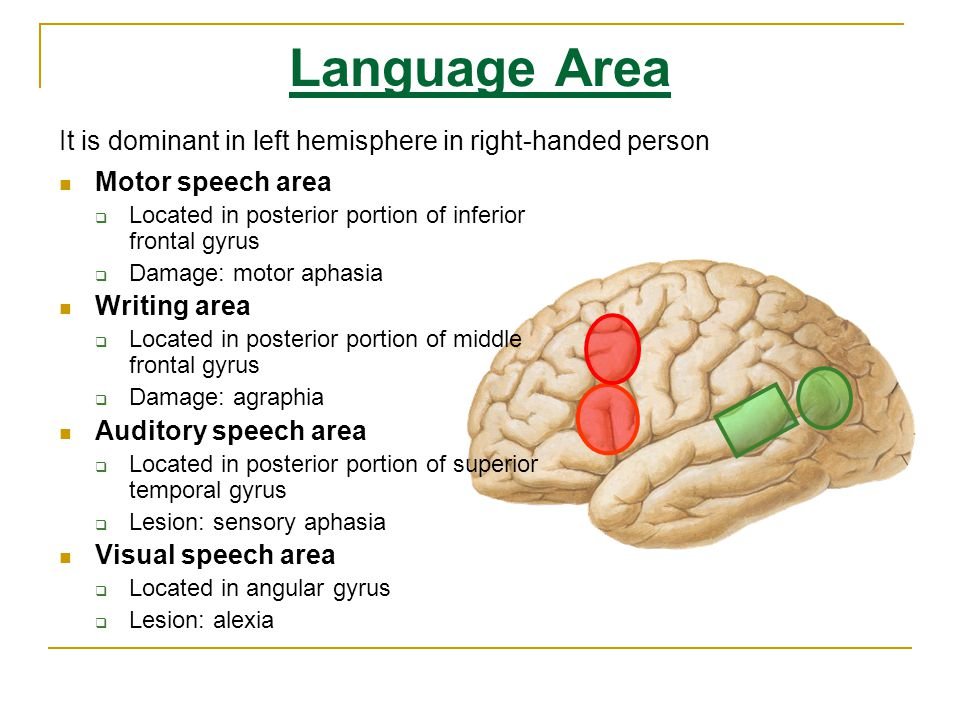 All Languages Speak Syllables At About The Same Rate Neuroscientists 