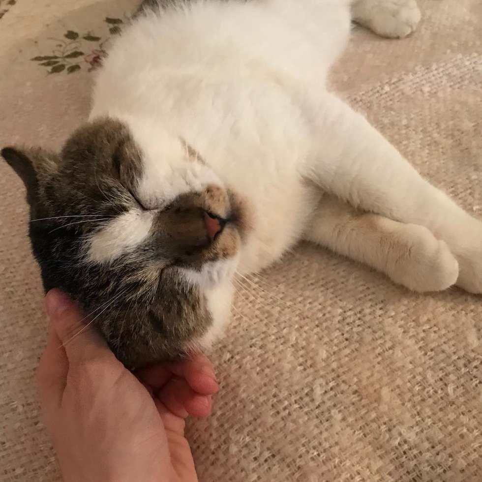 Cat Who Was Found Lying in the Street Finally Has What He's Been