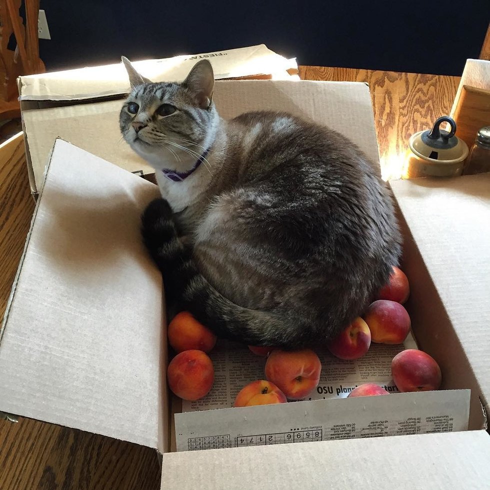 Family Adopts Kitten and Later Discovers His Love of 