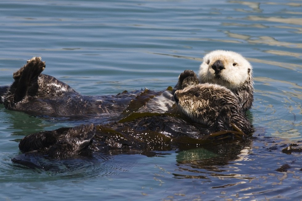 5 Reasons You Should Never Believe That Otters Are Anything But Awesome