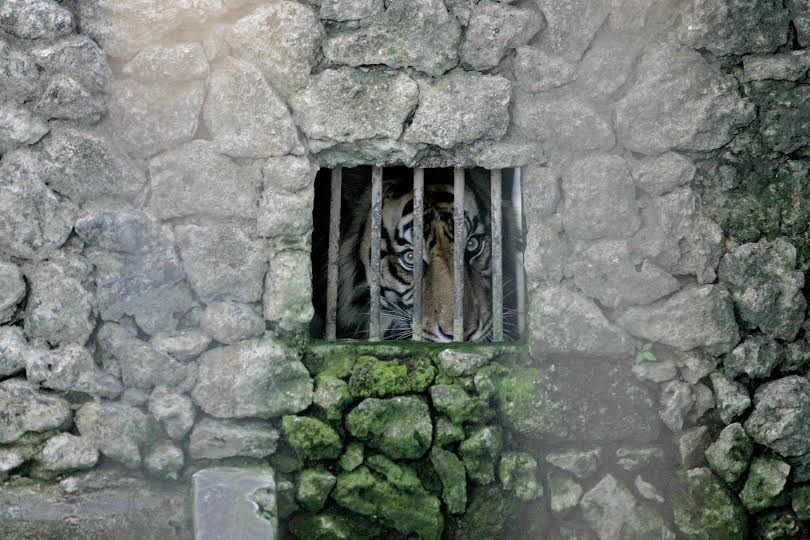 the-5-worst-zoos-in-the-world-and-how-to-save-their-animals