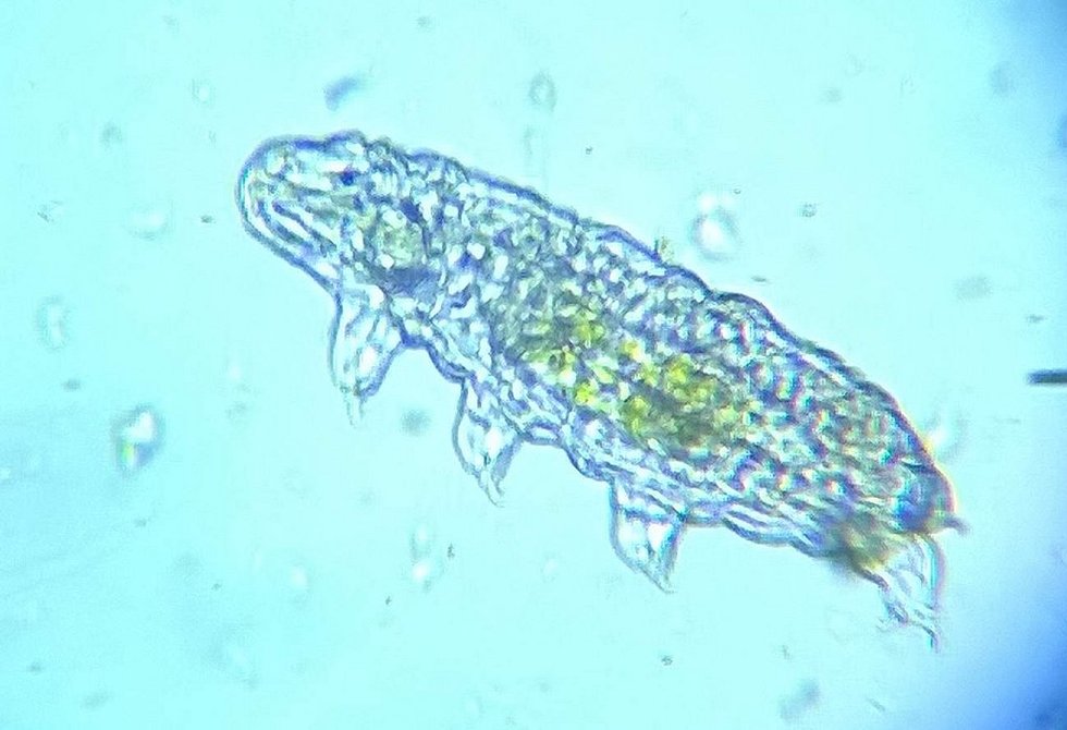 Science Reveals How The Tardigrade (aka Microscopic Rasputin) Survives ...