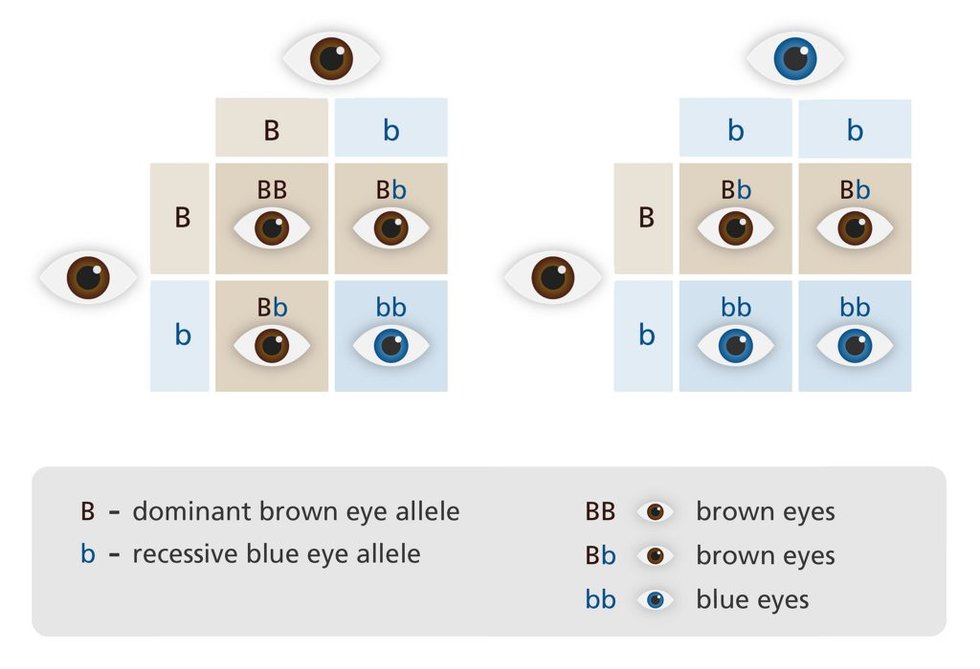 which is an example of homozygous dominant allele pairing