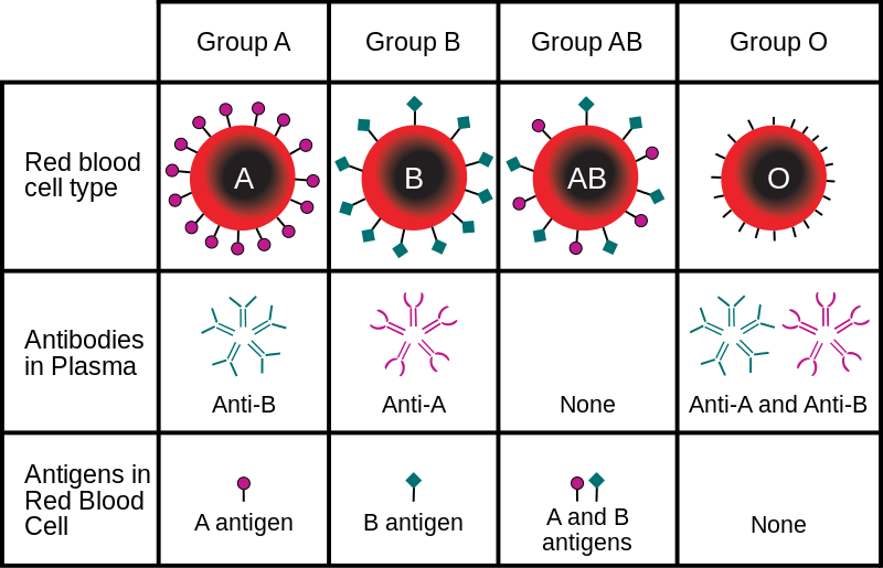 most common blood type