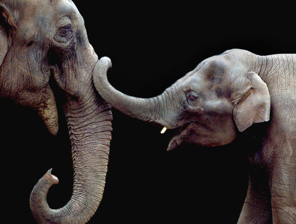 What Are The Smartest Animals On The Planet Big Think