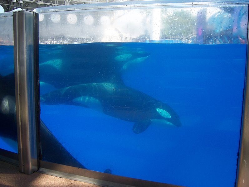 5 Reasons Why SeaWorld's Orca Breeding Program Is Seriously Bad News