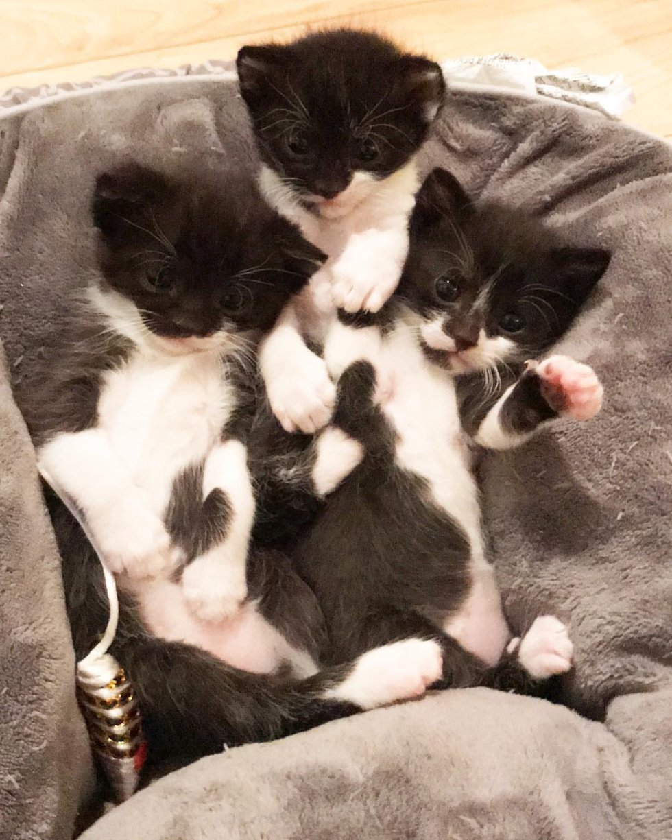 Cat Finds Family to Help Raise Her Kittens Who All Share Her Half