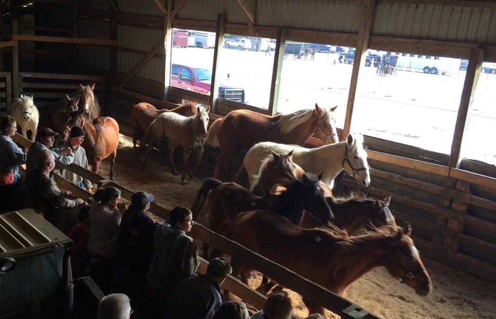 Save 150,000 Horses From Slaughter Each Year By Ending Auction And Export