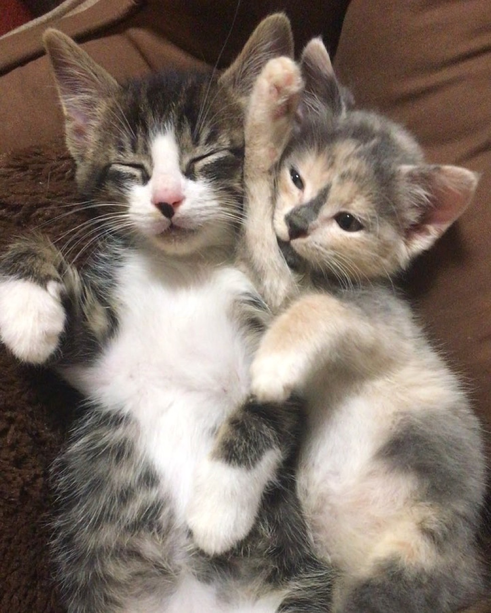 Kitten With Tremors Finds Cuddly Friends (Kitten and Dog) Who Help Him ...