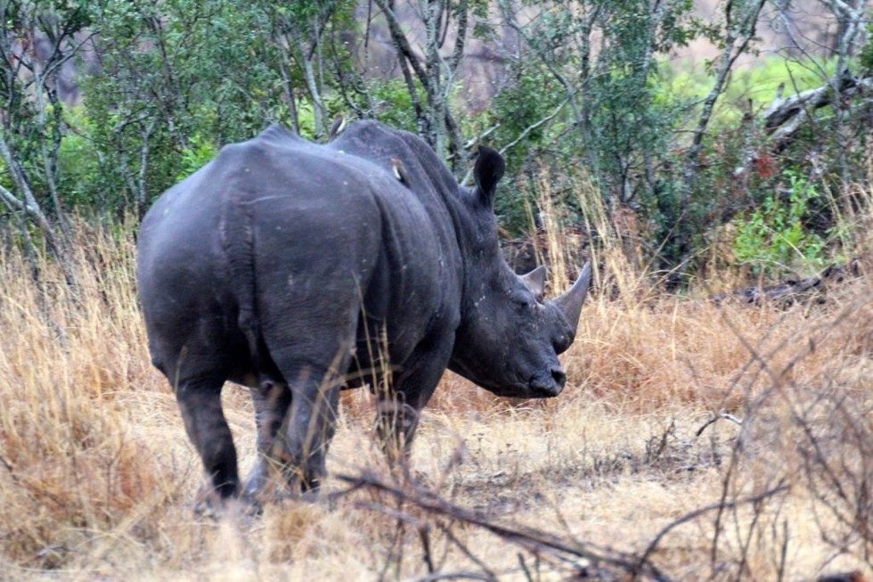 9 Amazing Facts About Rhinos That Will Make You Want To Save Them