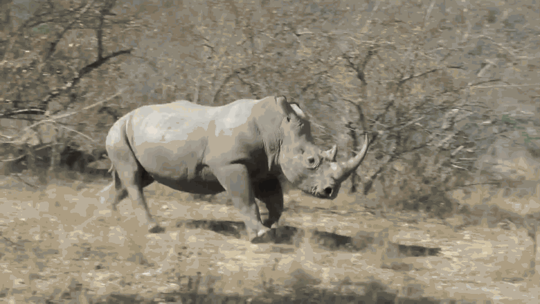 white rhinoceros drug