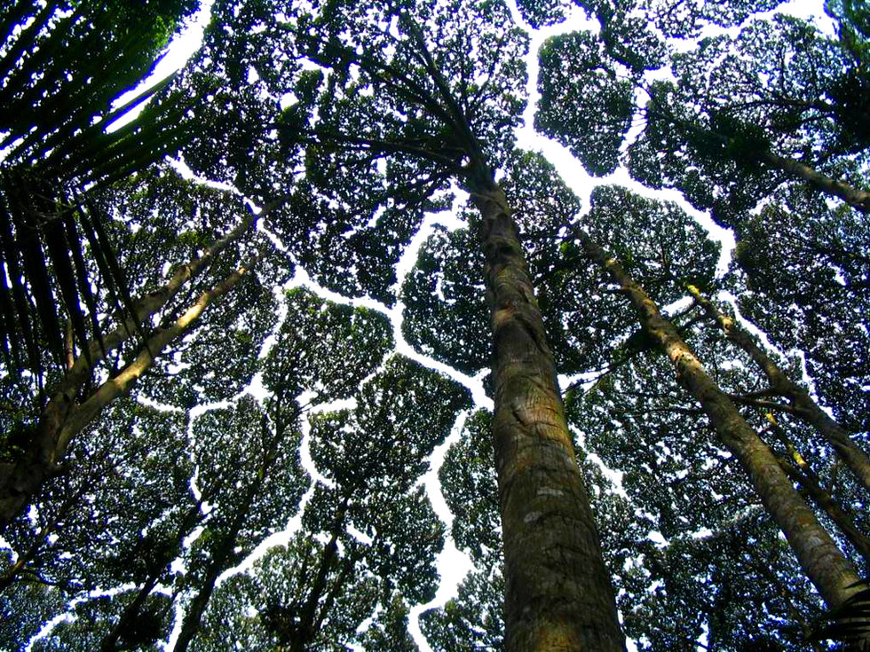 Crown shyness Why tree canopies have incredible patterns Big Think