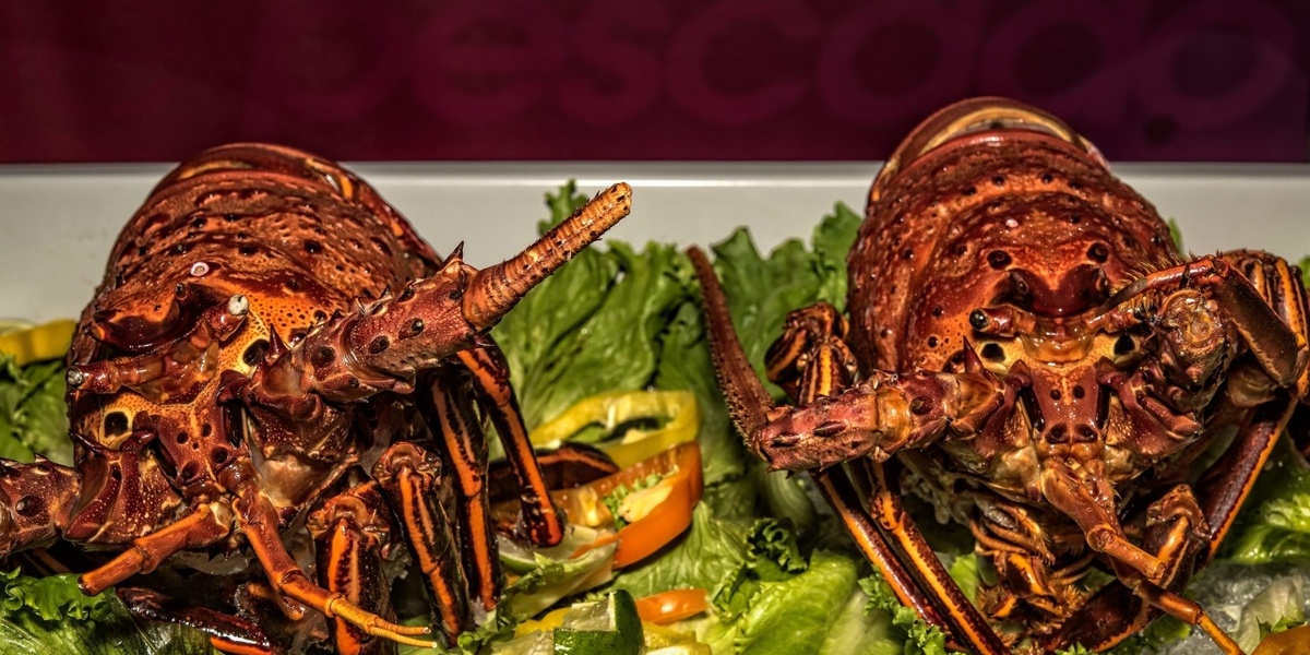 BAKED LOBSTER? Maine restaurant owner sedates lobsters with marijuana before cooking them
