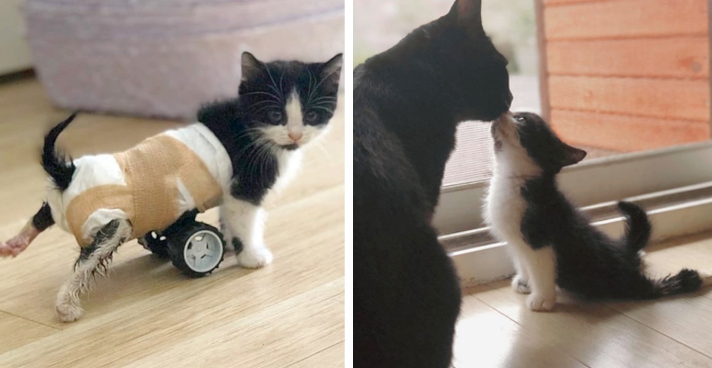 Kitten Who Can't Use His Back Legs, Gets New Set of Wheels and Can't Stop  Running - Love Meow