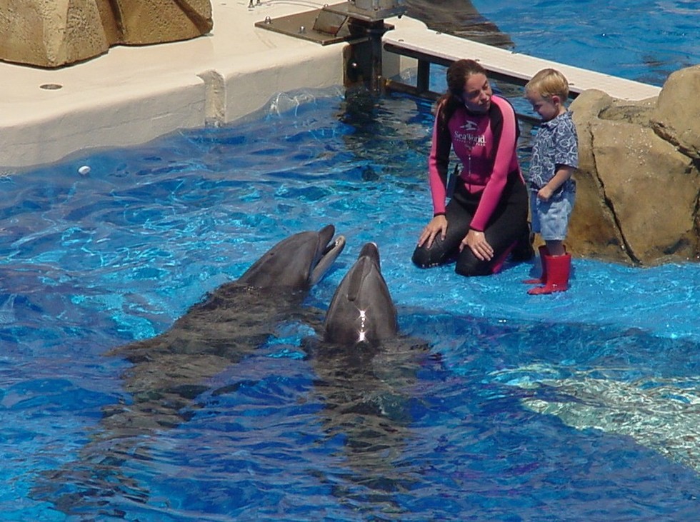 7 Reasons You And Everyone You Know Should Boycott SeaWorld