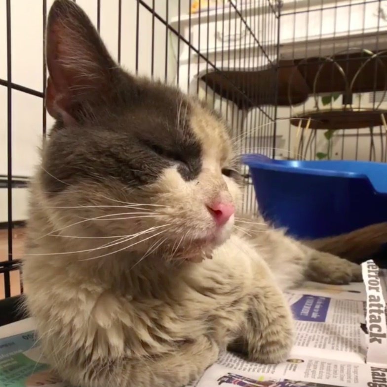 Scraggly Street Cat Walks into Carrier for Help and Can't ...