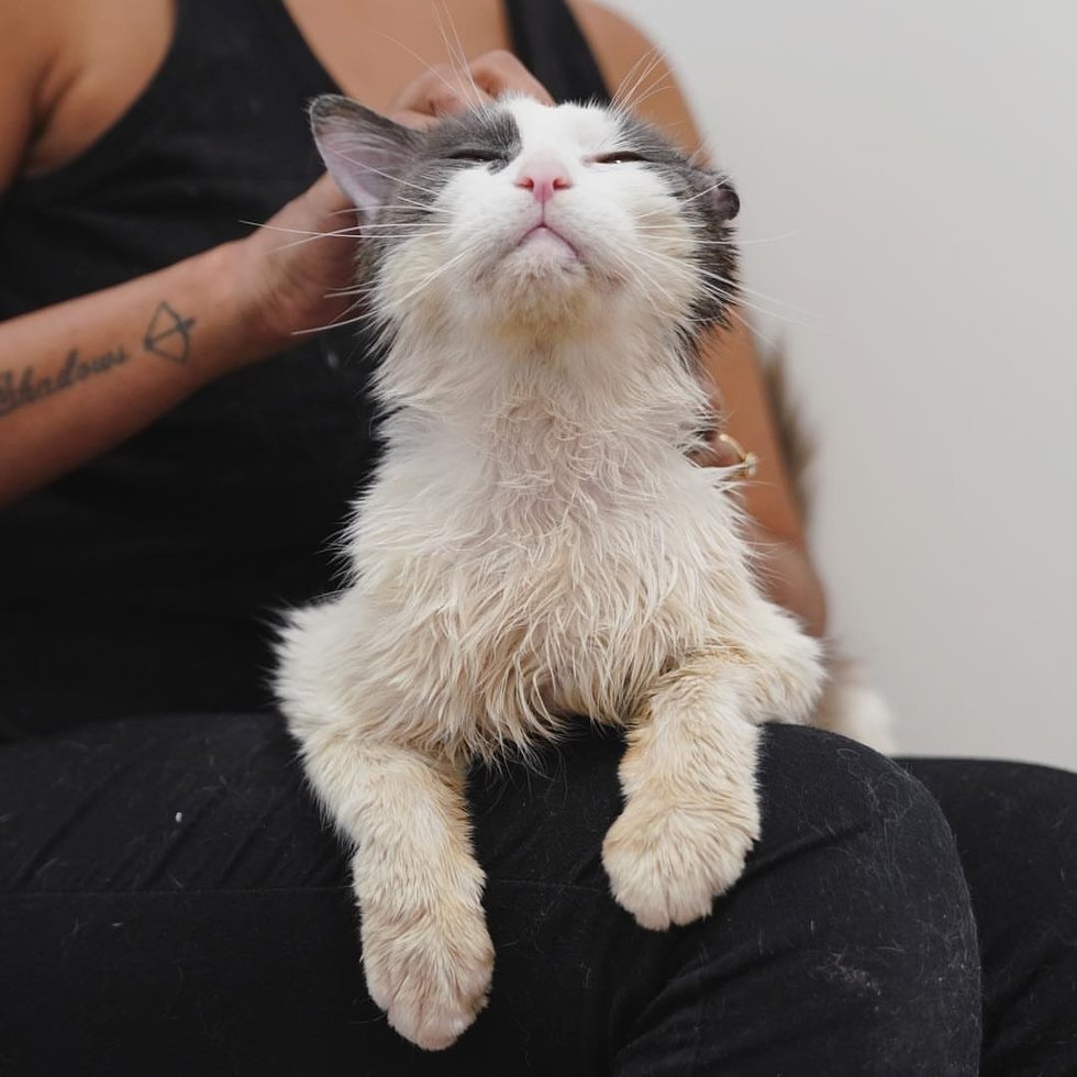 Scraggly Street Cat Walks into Carrier for Help and Can't ...