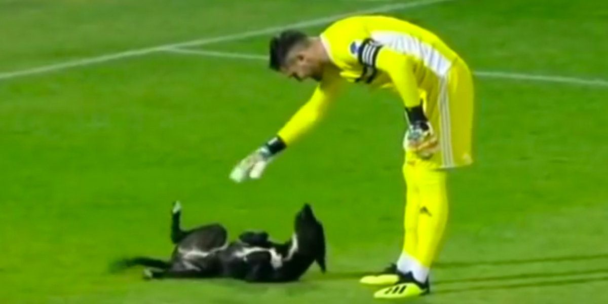 Playful Pup Storms Soccer Field Looking For A Good Belly Rub In Viral Video ????