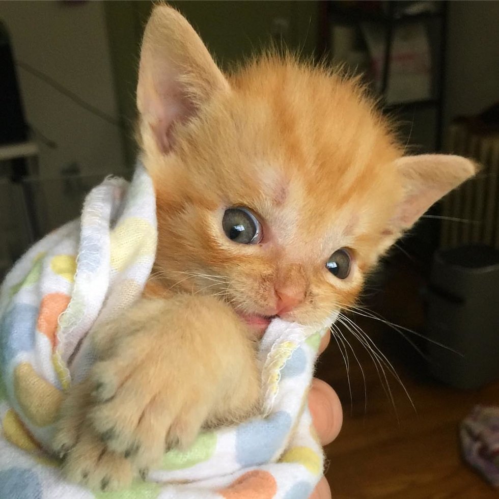 Kitten Saved From Streets Became Smallest Kitty To Receive Life saving 