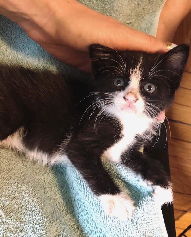 Kitten Who Showed Up in a Backyard, Comes Back to Family ...
