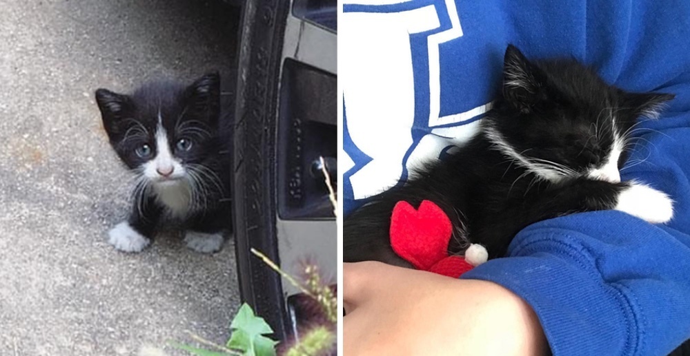 These are cat moustache twins at a Petsmart near me in Virginia. I hope  they get adopted soon AND together!! 20/10 would moustache again” :  r/TuxedoCats