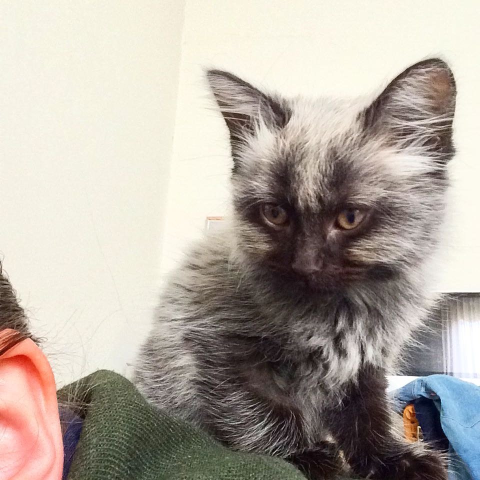 Rescued Kitten With Unusual Colored Fur, Grows Back His True Colors