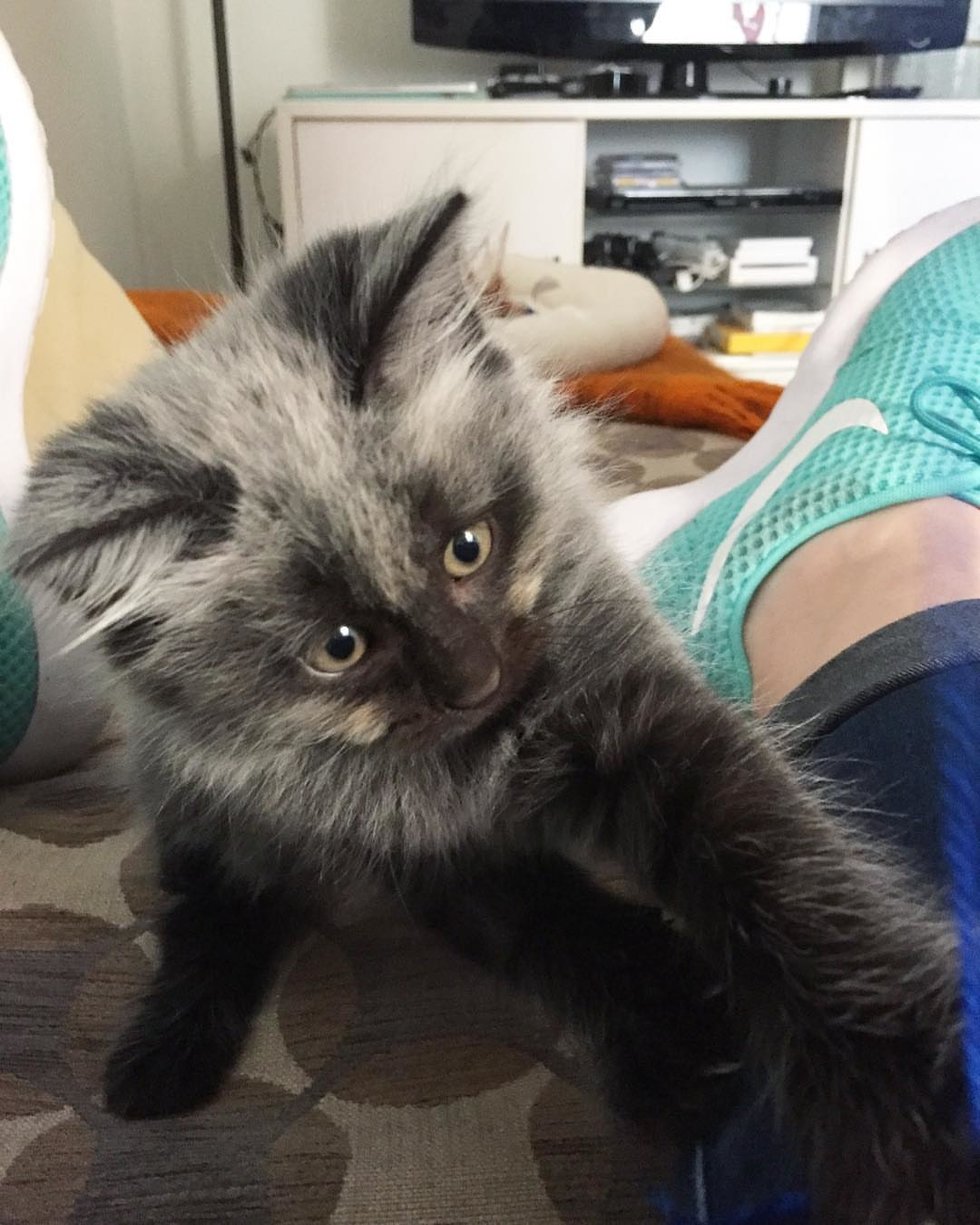 Rescued Kitten With Unusual Colored Fur, Grows Back His True Colors