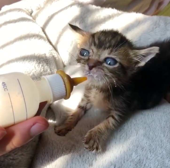 Kitten Helps Shy Cat Open Up When They Found Each Other They are Both