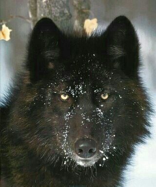 Alexander Archipelago Wolves on Prince of Wales