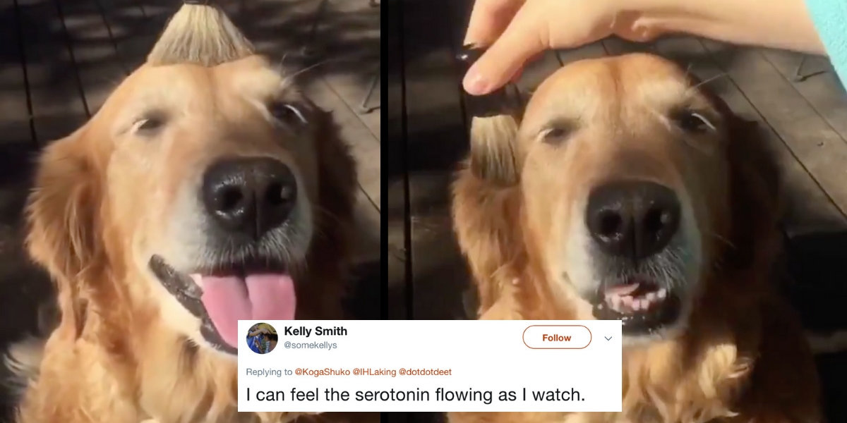 This Viral Video Of A Dog Being Gently Brushed Is The Most Relaxing Thing You'll See All Week 😍