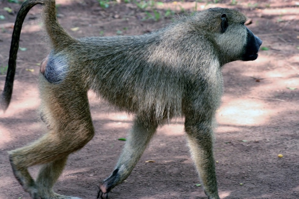 Meet one of the biggest monkeys on the planet.
