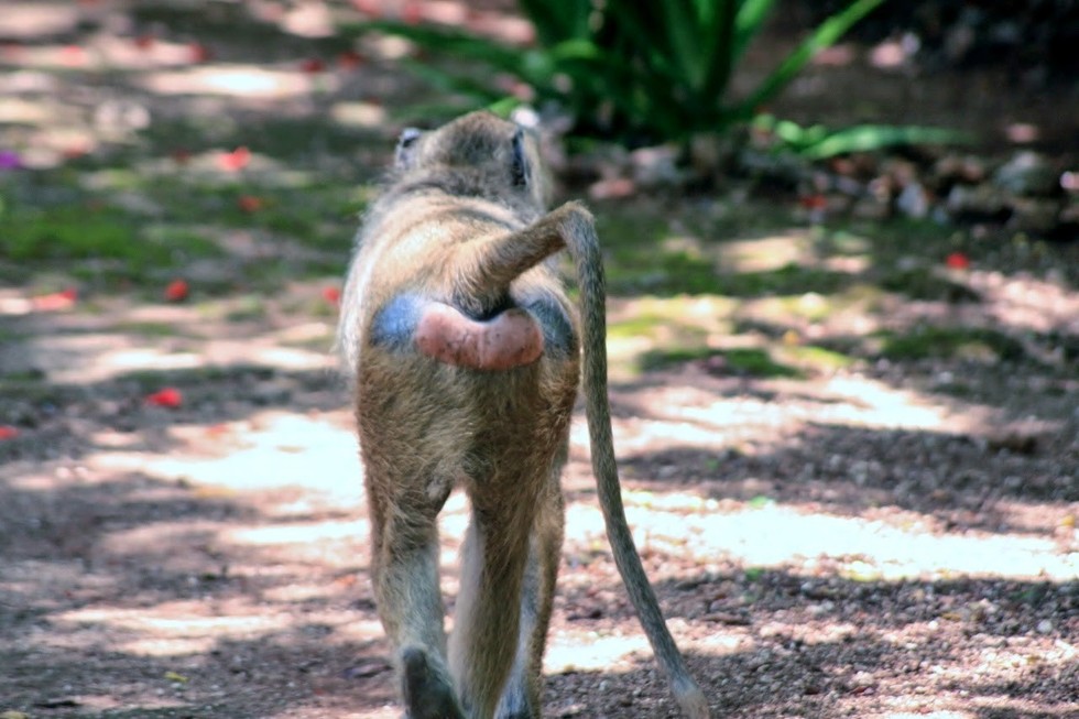 Meet One Of The Biggest Monkeys On The Planet