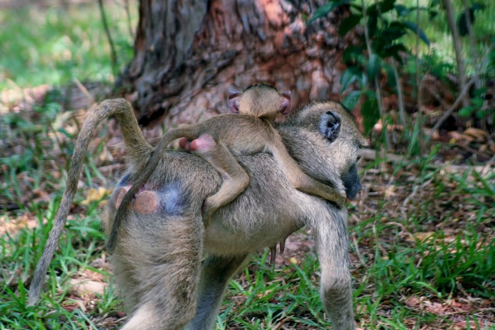 Meet one of the biggest monkeys on the planet.