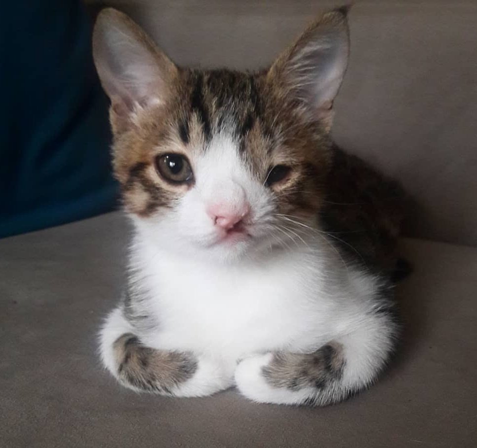 Kitten with Cleft Lip Hugs Everything He Sleeps on After He Finds