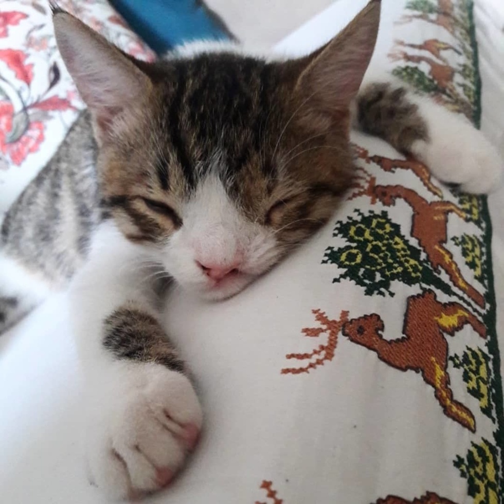 Kitten with Cleft Lip Hugs Everything He Sleeps on After He Finds ...