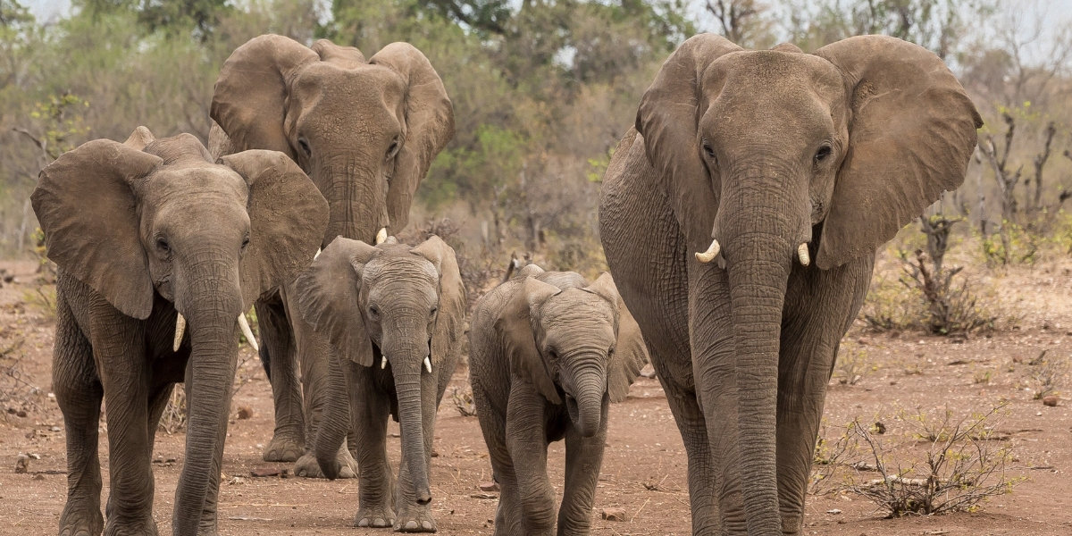 African Elephants Are Being Born Without The Ability To Grow Tusks As A