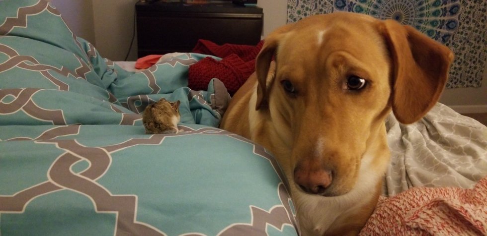 Pictures Of Puppies To Get You Through The Day