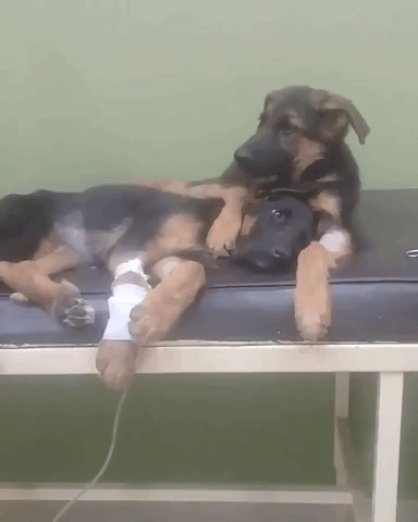 DOGGOS
