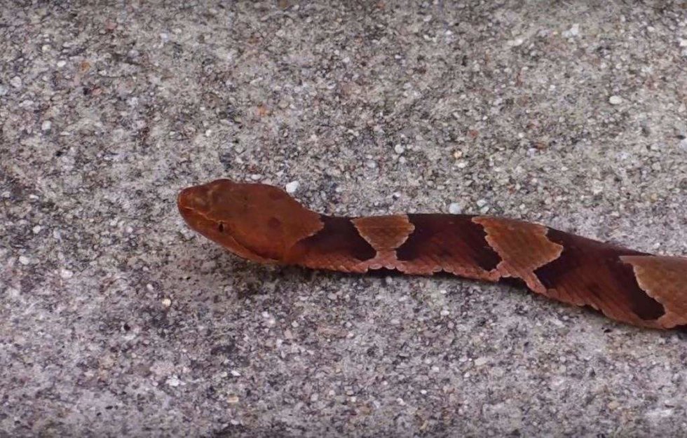 72yearold woman uses shotgun, shovel, and rake handle to kill 11