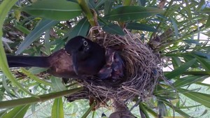 Watch A Mama Grackle Care For Her Newborn Chicks Watch A Mama Grackle Care For Her Newborn Chicks