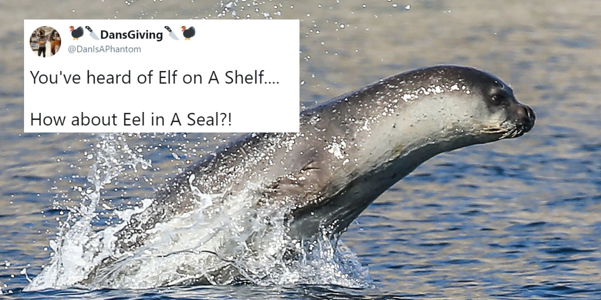 Poor Endangered Monk Seal Gets An Eel Stuck In Its Nose—And People Can't Help But Crack Jokes 😂