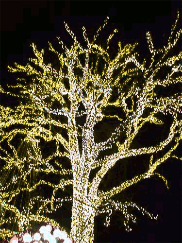 Christmas lights gif