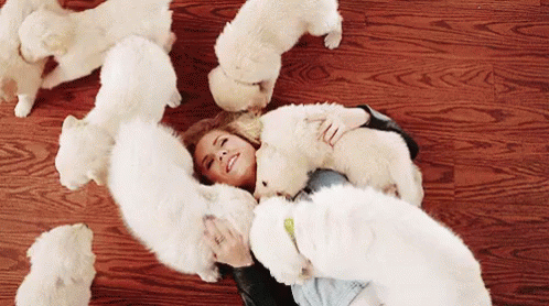 Dogs