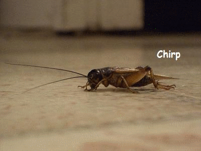 Crickets
