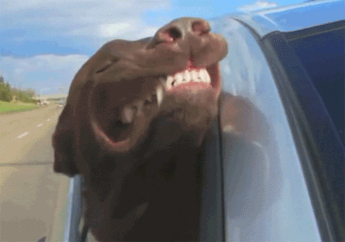 Dog in car