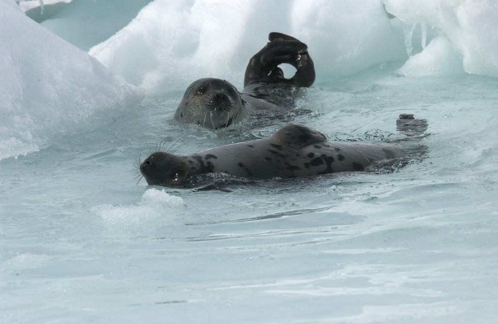 As the world bans seal products canada must ban the hunt