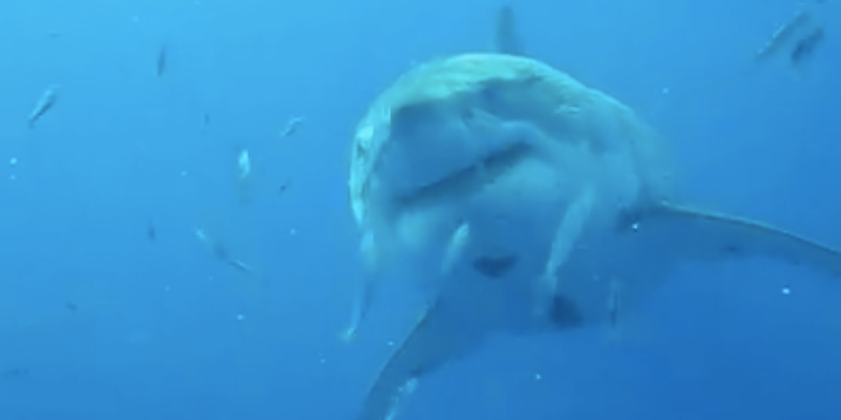 deep blue shark mexico dead