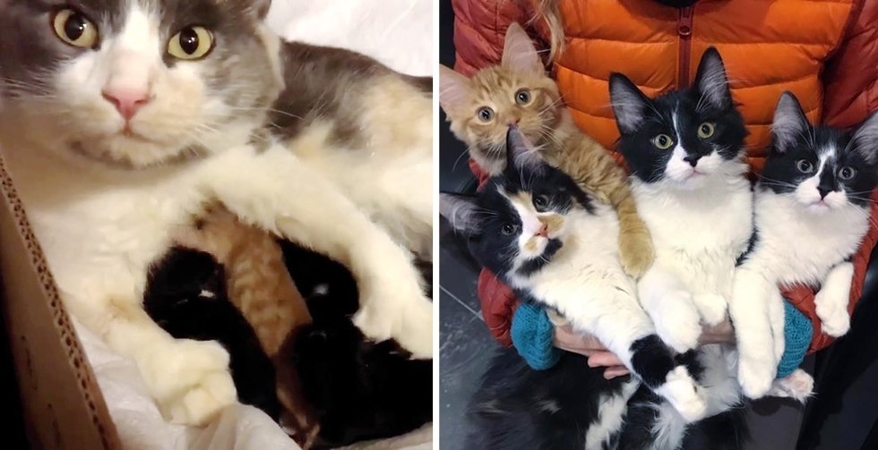 Stray Cat Walks As much as Couple, Searching for Secure Place for Her Kittens