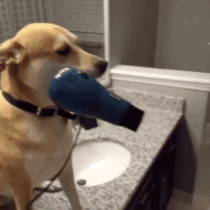 doggo help