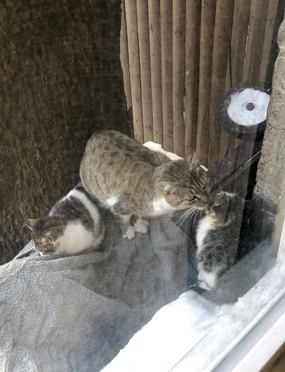Мама принесла котенка. Кошка на улице в Мороз. Котята. Котенок на морозе. Котята с мамой кошкой бездомные.